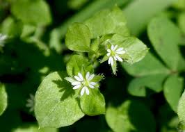 Attēlu rezultāti vaicājumam “Stellaria media”