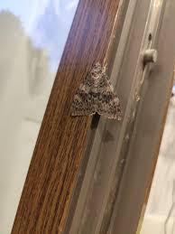 Attēlu rezultāti vaicājumam “Catocala nupta”