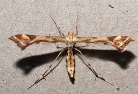 Attēlu rezultāti vaicājumam “Platyptilia gonodactyla imago”