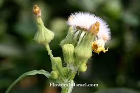Attēlu rezultāti vaicājumam “Sonchus oleraceus bud”