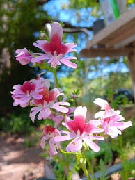 Image result for Schizanthus