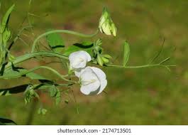 Attēlu rezultāti vaicājumam “Lathyrus latifolius bud”
