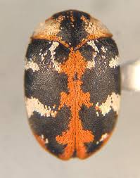 Attēlu rezultāti vaicājumam “Anthrenus scrophulariae”