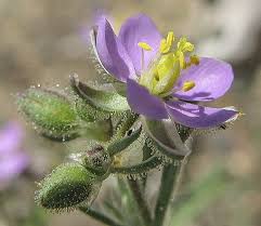 Attēlu rezultāti vaicājumam “Spergularia rubra”