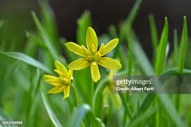 Attēlu rezultāti vaicājumam “Gagea lutea leaf”