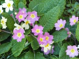 Attēlu rezultāti vaicājumam “Primulaceae”