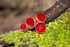 Attēlu rezultāti vaicājumam “Sarcoscypha austriaca”