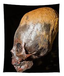 Image result for elongated skulls
