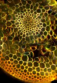 Attēlu rezultāti vaicājumam “Polytrichum juniperinum sporophyte”