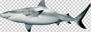 Image result for Carcharhinus amblyrhynchos