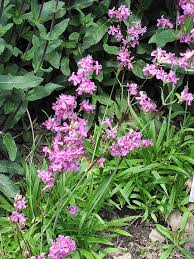 Attēlu rezultāti vaicājumam “Silene viscaria leaf”