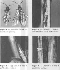 Attēlu rezultāti vaicājumam “Euura acutifoliae”
