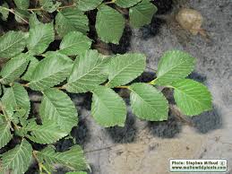 Attēlu rezultāti vaicājumam “Ulmus glabra leaf”