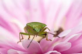 Attēlu rezultāti vaicājumam “Elasmostethus interstinctus nymph”