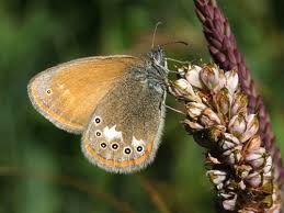 Attēlu rezultāti vaicājumam “Coenonympha glycerion”