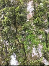 Attēlu rezultāti vaicājumam “Lycogala roseosporum sessile”