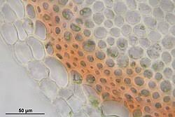 Attēlu rezultāti vaicājumam “Sphagnum teres”