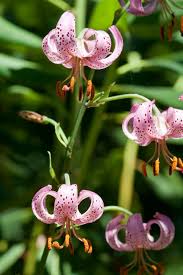 Attēlu rezultāti vaicājumam “Lilium martagon”