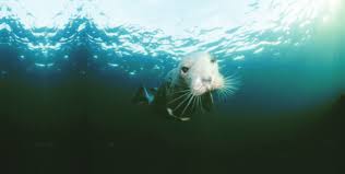 Image result for Inverness Octopush Club