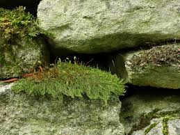 Attēlu rezultāti vaicājumam “Conardia compacta”