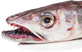 Image result for Merlangius merlangus