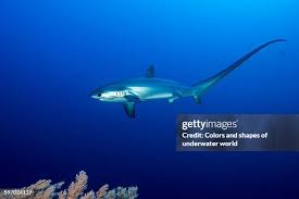 Image result for Alopias pelagicus