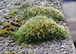 Attēlu rezultāti vaicājumam “Grimmia muehlenbeckii”