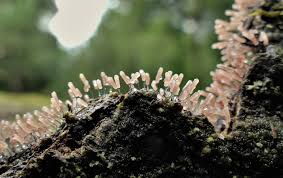 Attēlu rezultāti vaicājumam “Stemonitopsis typhina var. similis spores”