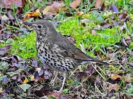 Attēlu rezultāti vaicājumam “Turdus philomelos adult”