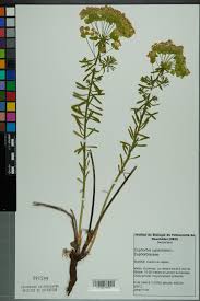 Attēlu rezultāti vaicājumam “Euphorbia cyparissias flower”