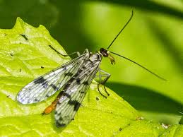 Attēlu rezultāti vaicājumam “Panorpa communis imago”