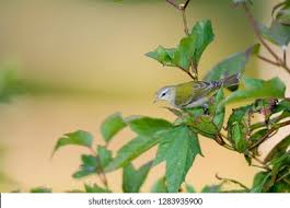 Image result for Vermivora peregrina