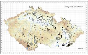 Attēlu rezultāti vaicājumam “Laserpitium pruthenicum”