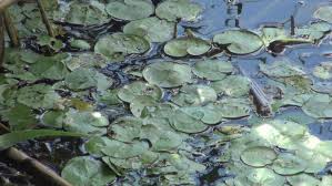 Attēlu rezultāti vaicājumam “Hydrocharis morsus-ranae flower”