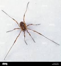 Attēlu rezultāti vaicājumam “Phalangium opilio”