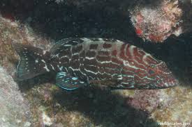 Image result for Mycteroperca bonaci