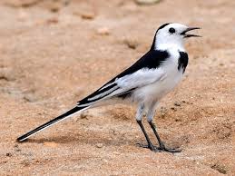 Attēlu rezultāti vaicājumam “Motacilla alba adult”