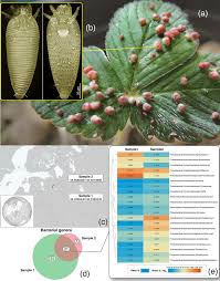 Attēlu rezultāti vaicājumam “Fragaria viridis leaf”