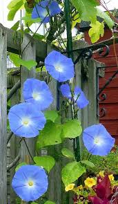 Image result for Ipomoea Heavenly Blue