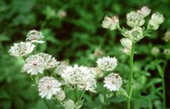 Attēlu rezultāti vaicājumam “Astrantia major fruit”
