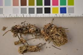 Attēlu rezultāti vaicājumam “Lentaria sp.”