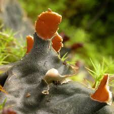 Attēlu rezultāti vaicājumam “Peltigera”