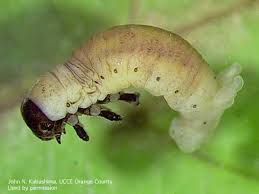 Attēlu rezultāti vaicājumam “Libellula quadrimaculata larva”