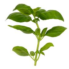 Image result for Basilikum