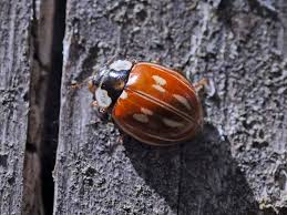 Attēlu rezultāti vaicājumam “Myzia oblongoguttata”