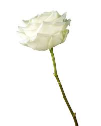 Image result for White Rose Polo Club