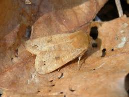 Attēlu rezultāti vaicājumam “Orthosia munda”