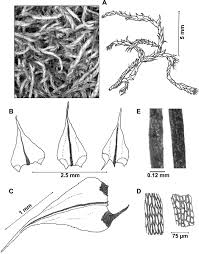 Attēlu rezultāti vaicājumam “Sciuro-hypnum curtum”