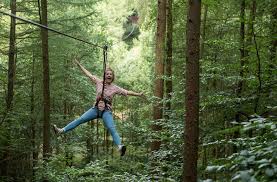 Image result for The Go Ape Experience (Delamere Forest)