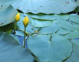 Image result for Seekanne